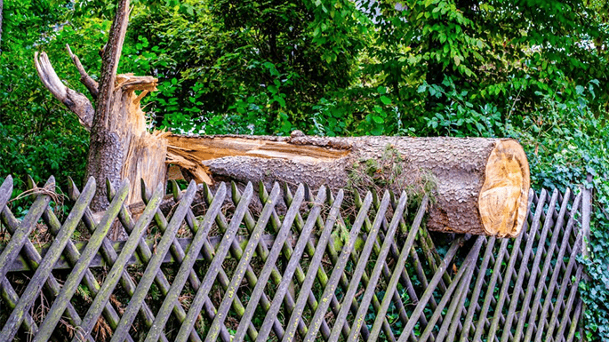 a tree fell on damaged fence of a house