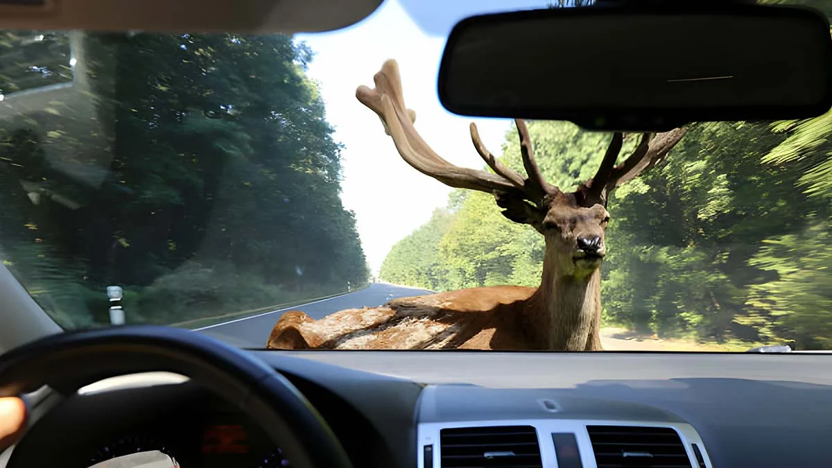 a car about to hit a deer on the road